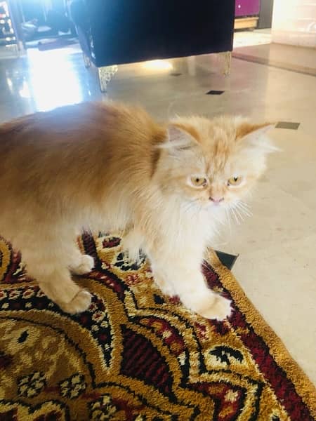 fully trained persian cat agr 1 year tk hogi 1