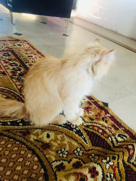 fully trained persian cat agr 1 year tk hogi 3