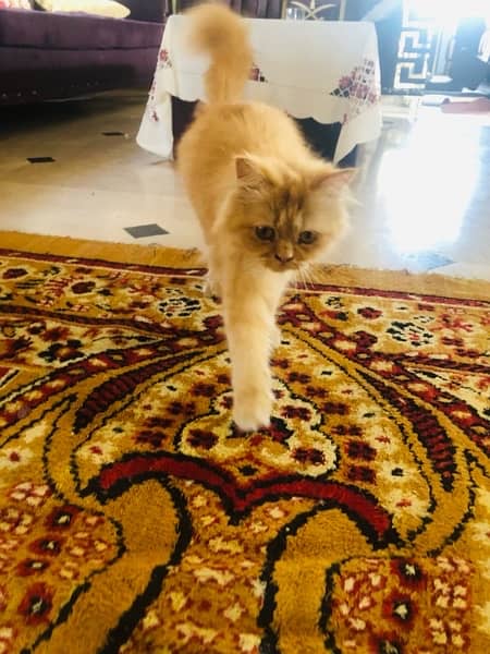 fully trained persian cat agr 1 year tk hogi 5