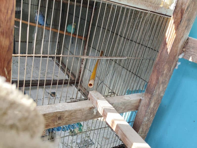 cage for sell in good condition 5
