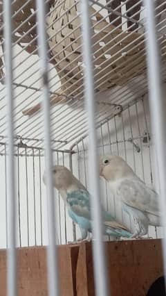beaeder love birds for sale 03054636833
