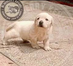 British Labrador Puppies pedigree 0