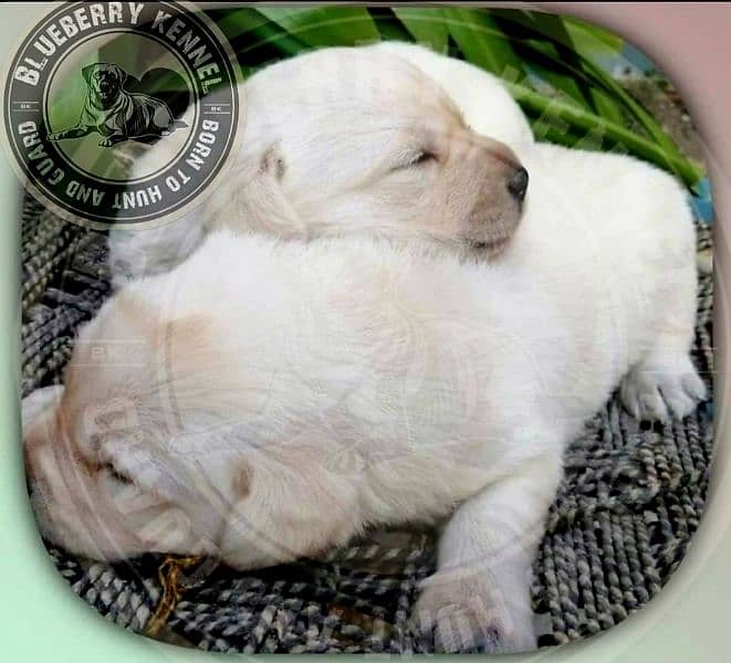 British Labrador Puppies pedigree 3