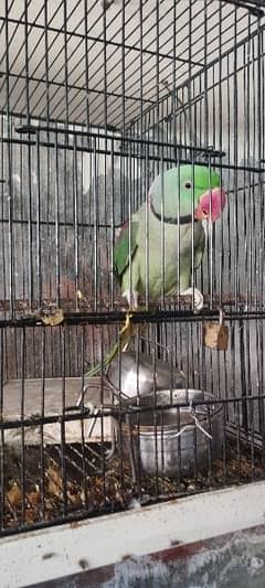 Raw Parrot Pair Full Active Talking Ready for breed 0