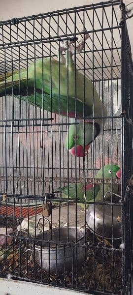 Raw Parrot Pair Full Active Talking Ready for breed 1