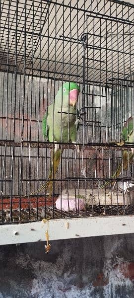 Raw Parrot Pair Full Active Talking Ready for breed 2