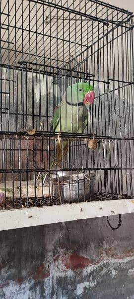 Raw Parrot Pair Full Active Talking Ready for breed 3