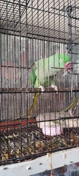 Raw Parrot Pair Full Active Talking Ready for breed 4