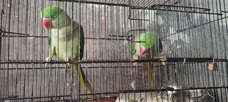 Raw Parrot Pair Full Active Talking Ready for breed 5