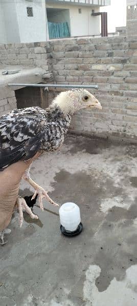 aseel mianwali pure breed for sale 1