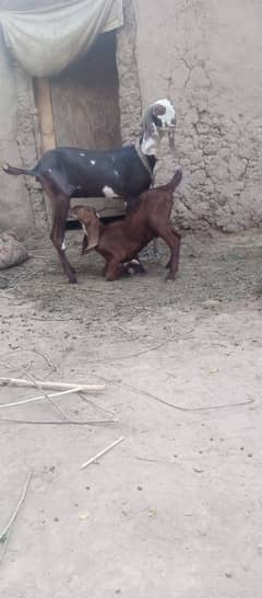 Beetle goat with Male baby for sale