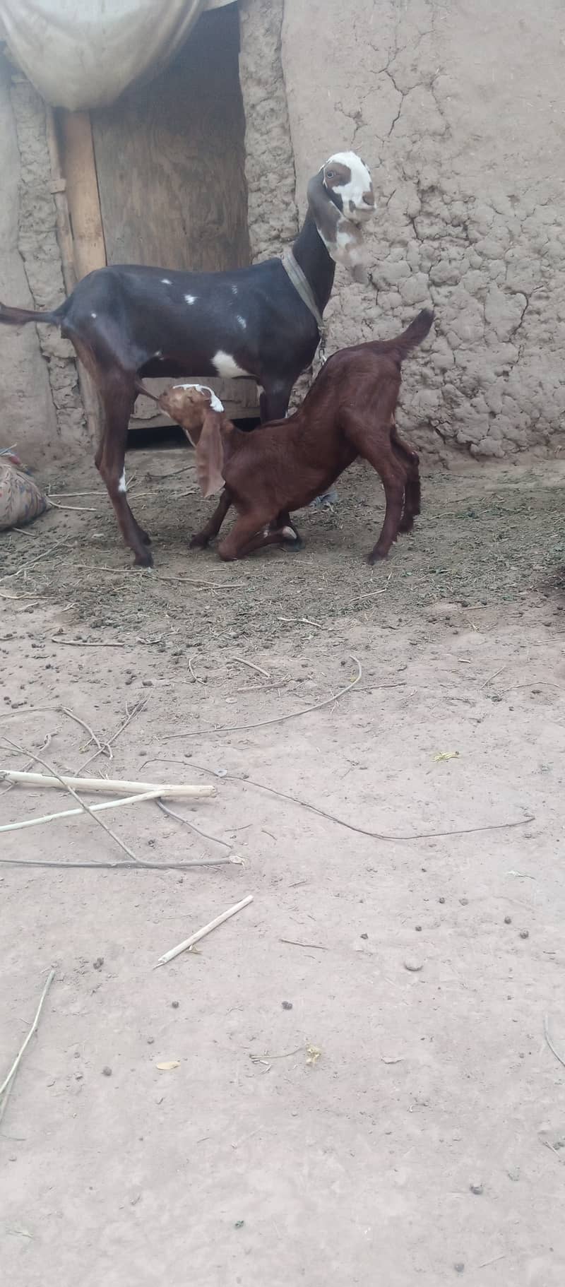Beetle goat with Male baby for sale 1
