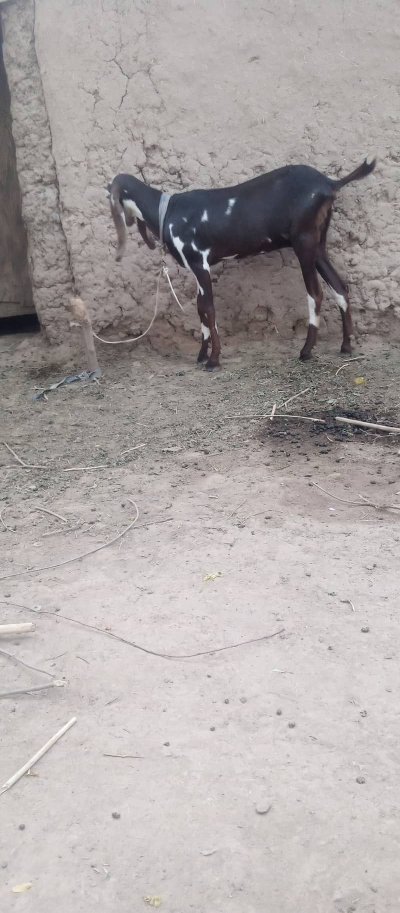 Beetle goat with Male baby for sale 2