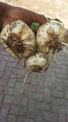 G1 garlic 70% dry ar mandi price available