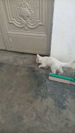 Female baby Persian Cat