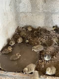 khaki cemal duck egg and chicks 0