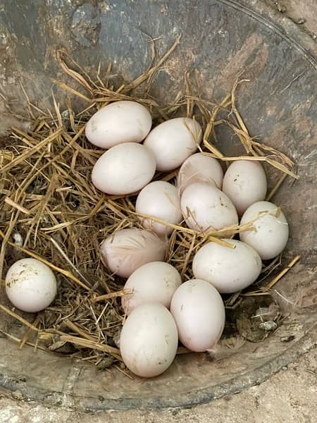 khaki cemal duck egg and chicks 1