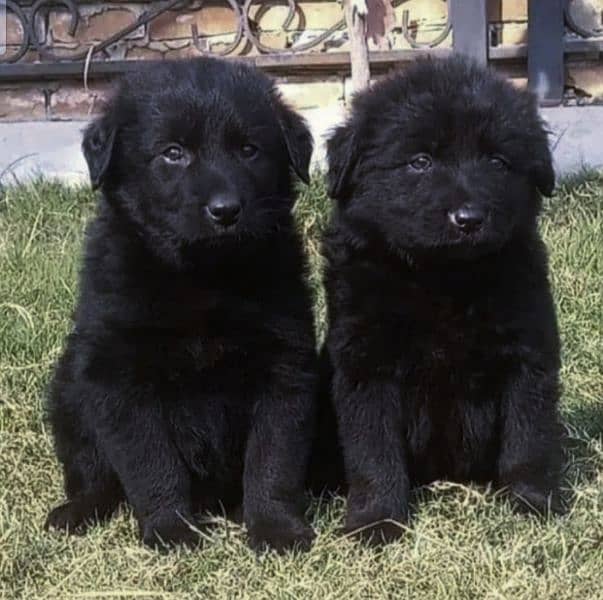 black German Shepherd puppy male and female for sale 0