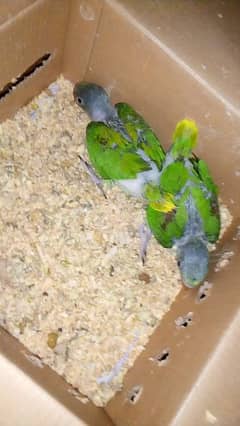 talking parrots chicks available for sale