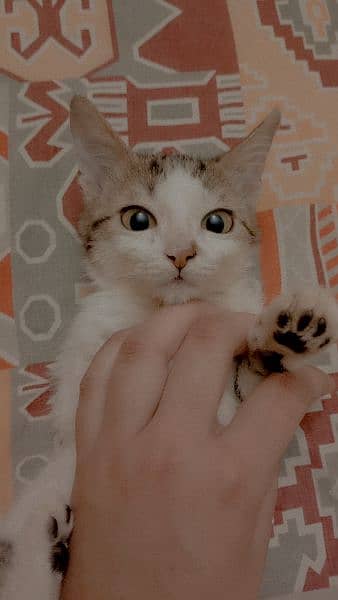 Tabby kittens for adoption 2