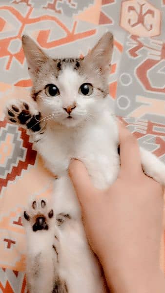 Tabby kittens for adoption 3