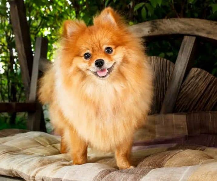 Pomeranian dog breed 2