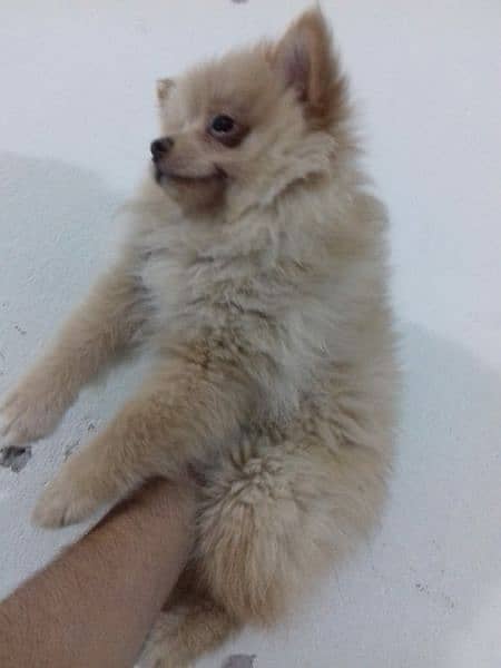 Pomeranian dog breed 1