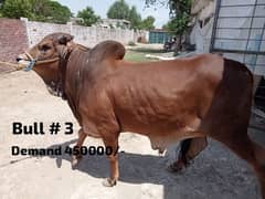 Qurbani 2024 k bull wera cattle wacha . price pics per mention hain