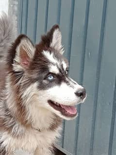 Husky Male pup available 4months old