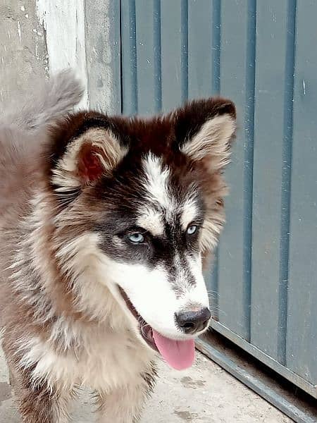 Husky Male pup available 4months old 1