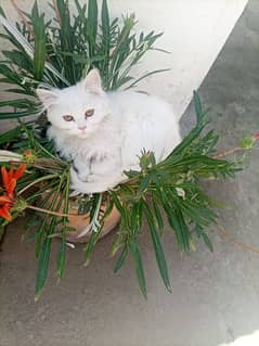 Persians cats selling 0