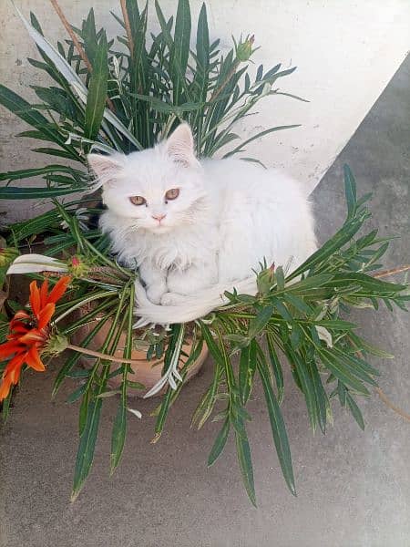 Persians cats selling 2