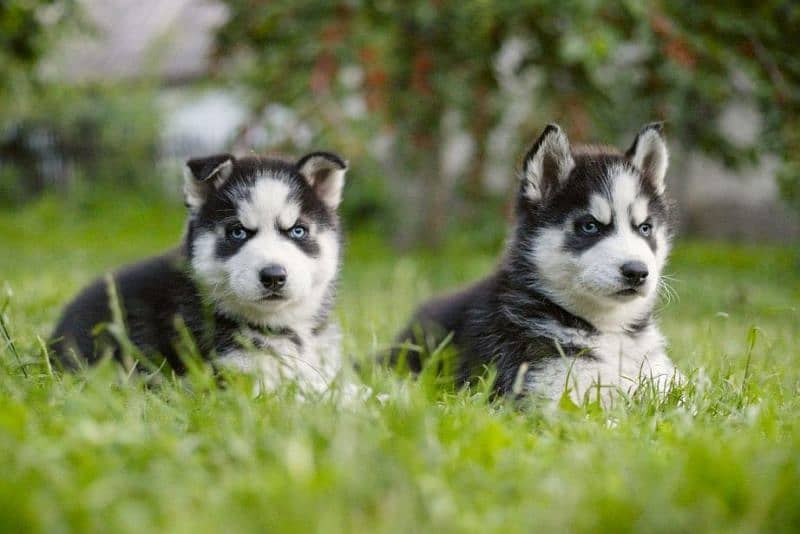husky puppy | siberian husky puppies | hasky | dog for sale 1