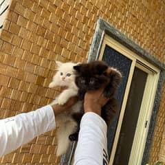 Persian kittens and cats available 03250992331 Whatsapp Number