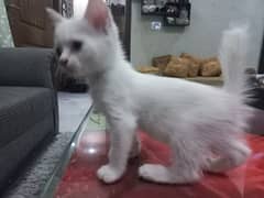 Persian Double coat kittens For sale