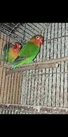 For sale fisher parrot 2 breeder pair