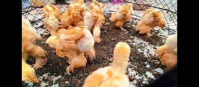 Golden Heavy Buff chicks