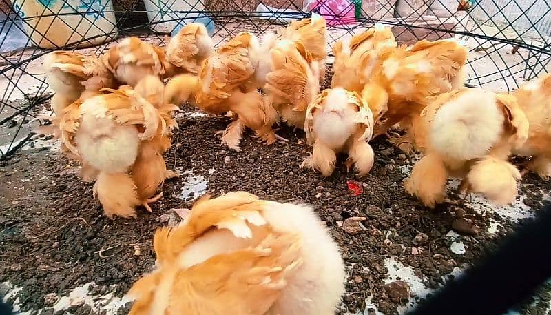 Golden Heavy Buff chicks 1