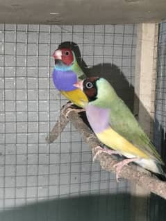 Gouldian Finch pair breeder