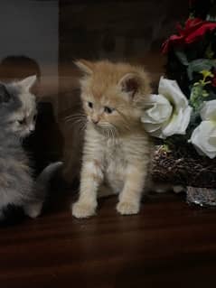 Persian kittens . Punch face. Triple coated