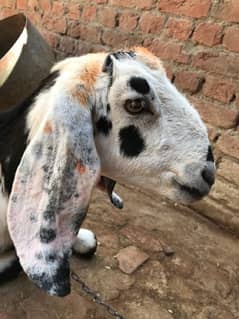 goat 2.5 month snaar