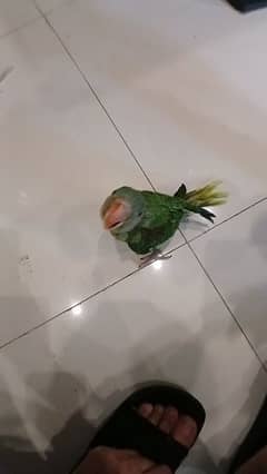 raw pahari talking parrot