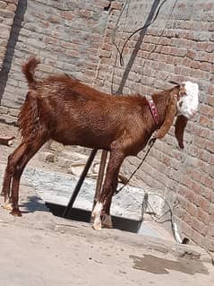 Goats for Qurbani