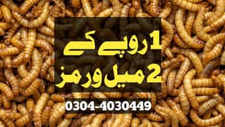 Imported live Mealworms | Darkling beetles|Pupa|Mealworm|Limited offer 0
