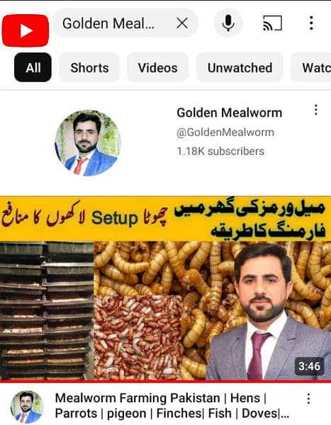 Imported live Mealworms | Darkling beetles|Pupa|Mealworm|Limited offer 2