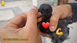 Ayam Cemani Day Old Chickss Available In Faisalabad