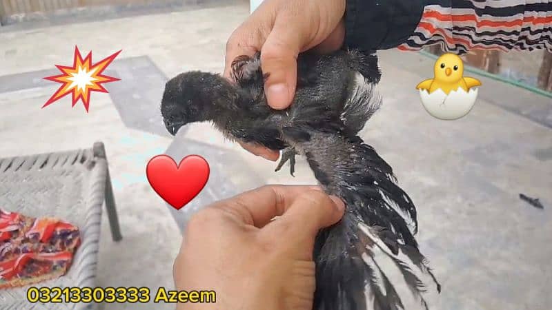 Ayam Cemani Day Old Chickss Available In Faisalabad 1