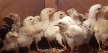 white heera chicks  breeders 0