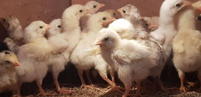 white heera chicks  breeders 1