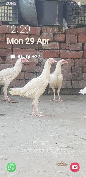 white heera chicks  breeders 3